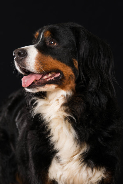 Бернская горная собака на черном фоне - Фото, изображение