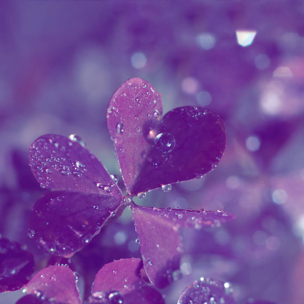 Photo filter toned background.Square format photo of pxalis heart shaped leaves with small water droplets shining in sunlight - Photo, image