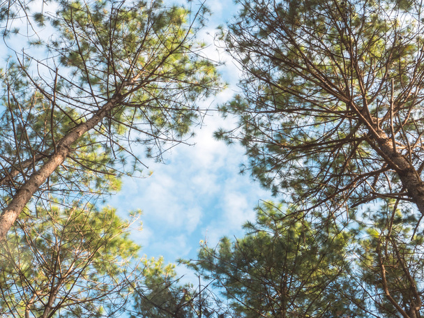  Árbol de pino y cielo azul
 - Foto, imagen