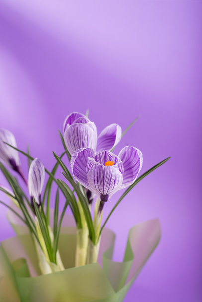 Beautiful spring bouquet of crocuses and mimosa flowers. - Photo, Image