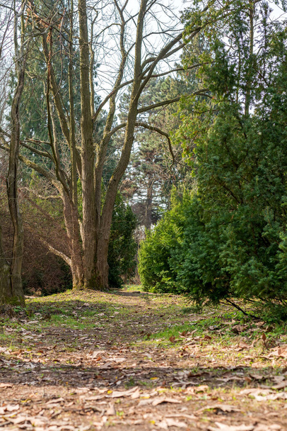 Early spring park. Footpath among tall trees. - Photo, image