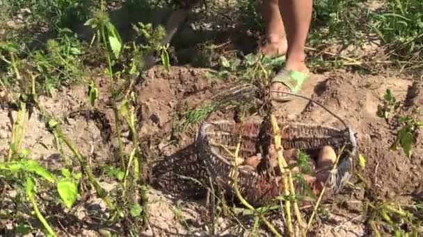 farmář žena sklizeň kopat přírodních brambor. levé boční posuvné - Záběry, video