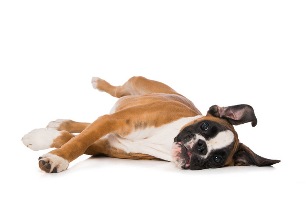 Six months old boxer lying isolated on white background - Foto, Bild