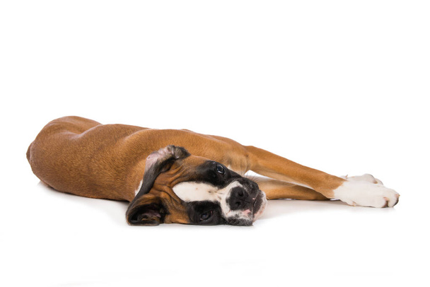 Six months old boxer lying isolated on white background - Foto, afbeelding