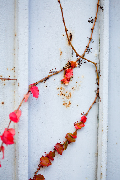 Виноградная ветвь с листьями на стене
 - Фото, изображение