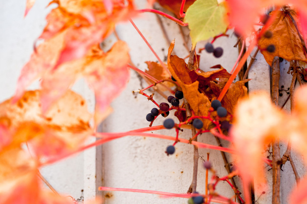 Uneatable wijnstok tak met bladeren op de muur - Foto, afbeelding