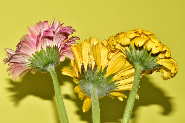 薄緑色の背景に美しい菊の花のクローズアップショット - 写真・画像