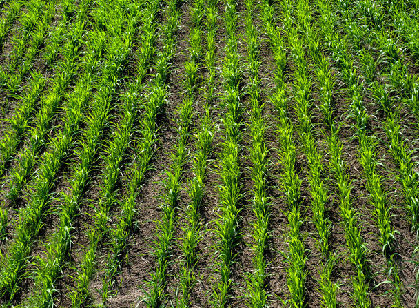 молодая пшеница в ряд, весенние ростки, вид сверху - Фото, изображение
