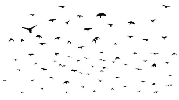 Un troupeau d'oiseaux volants. Des oiseaux libres. Illustration vectorielle - Vecteur, image