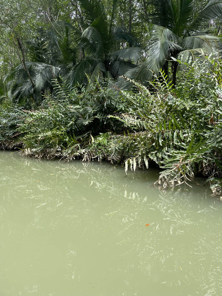 Meer regen maar meer groene vegetatie in het regenseizoen in Costa Rica. Het is een paradijs voor natuurliefhebbers - Foto, afbeelding