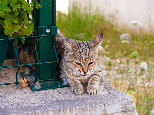 cat sitting on the street - Foto, Imagen