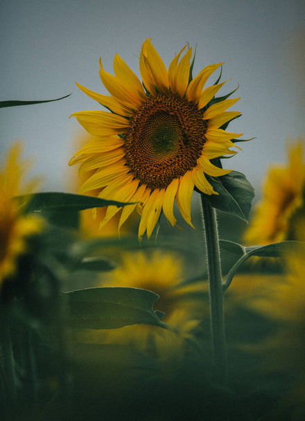 sunflower in the field - Zdjęcie, obraz