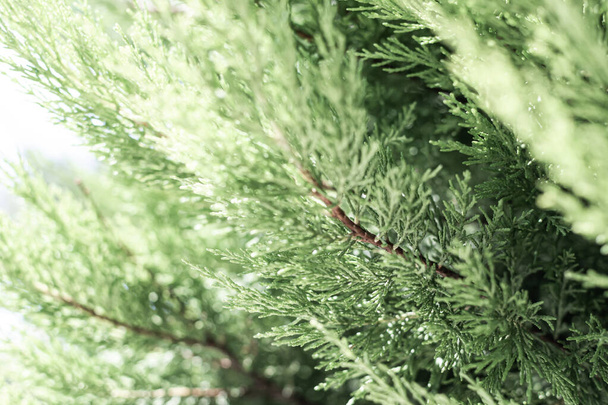 green fir tree branches in the forest - Fotó, kép