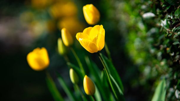 beautiful yellow tulips in the garden - Zdjęcie, obraz