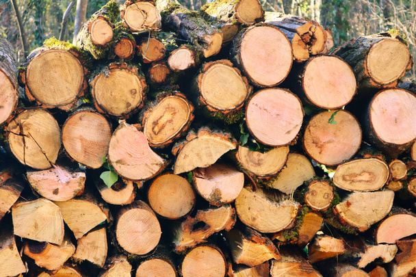 купа дерев'яних колод, що укладаються в лісі
 - Фото, зображення
