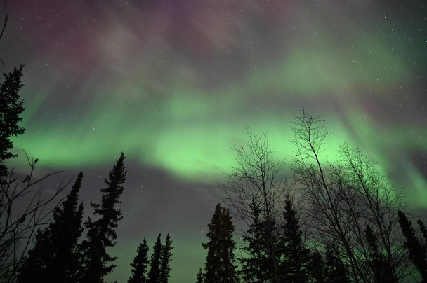 northern lights in the night sky - Фото, зображення