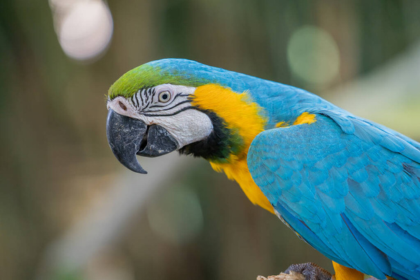 close up of a beautiful colorful macaw - Foto, Imagem