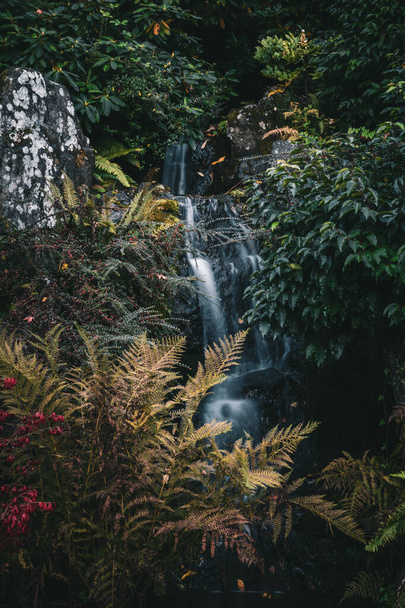 bella cascata nella foresta - Foto, immagini