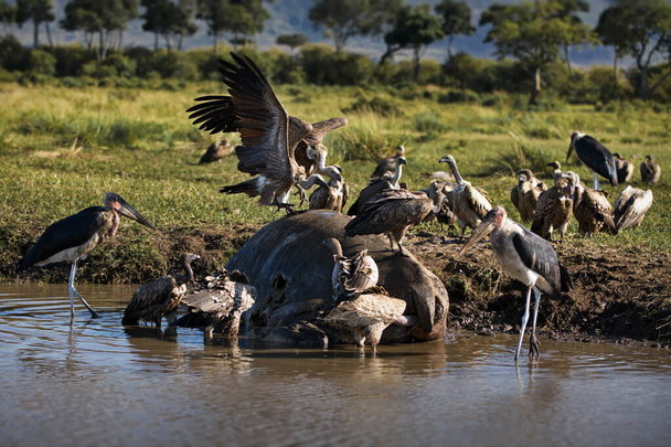 a black-headed eagles in the water - Fotografie, Obrázek