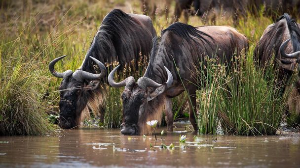 a herd of wildebeest in the savannah of kenya - Photo, image