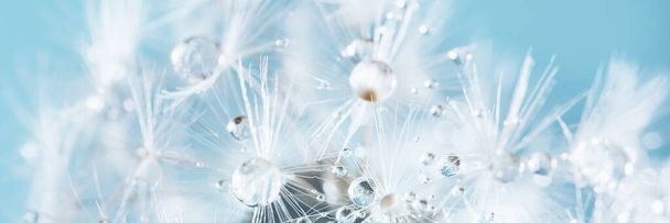 Beautiful dew drops on a dandelion seed macro. Beautiful soft background. Water drops on a parachutes dandelion. Copy space. soft focus on water droplets. circular shape, abstract background - Foto, afbeelding