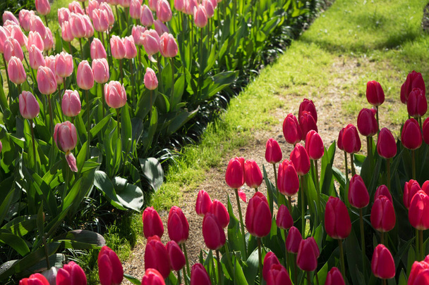 Pink and rose colored Tulips in a garden in Lisse, Netherlands, europe with grass on a bright summer day - Foto, immagini