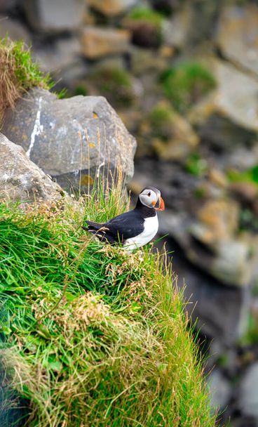 Puffin in Iceland. Seabirds on sheer cliffs. Birds on the Westfjord in Iceland. Wild animal habitat - Foto, immagini