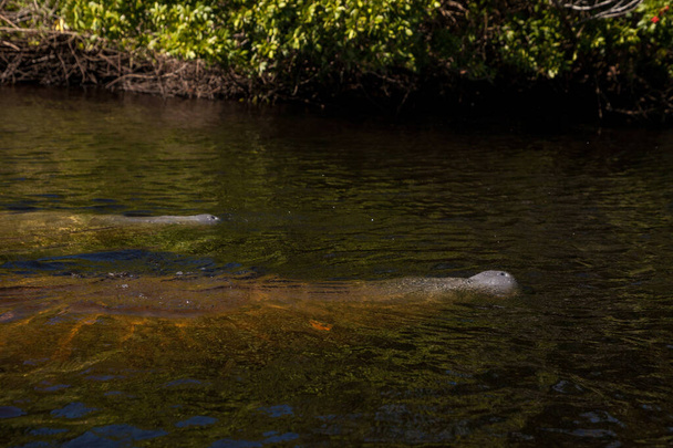 Varios manatíes de las Indias Occidentales Trichechus manatus en el suroeste de Florida nadan lentamente por un kayak en una vía fluvial en invierno..  - Foto, imagen