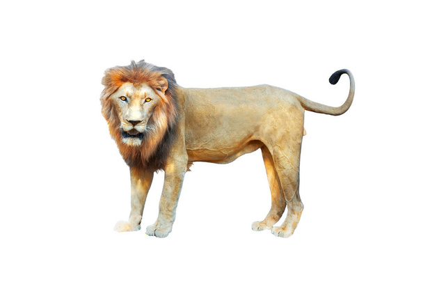 Вид збоку ходячого лева, який дивиться на камеру. ізольовані білі
. - Фото, зображення