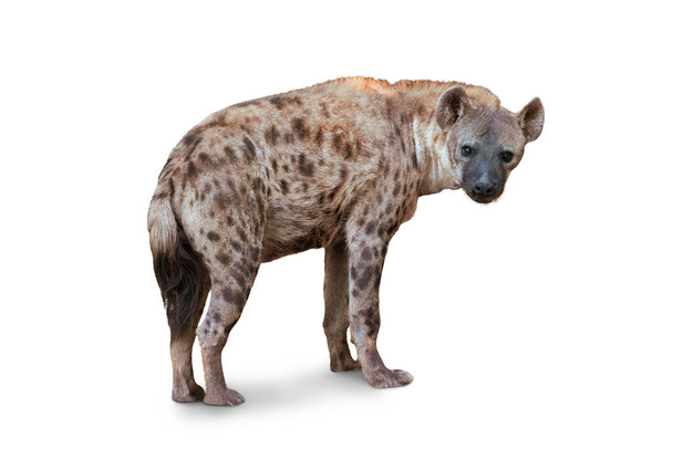 La hiena manchada aislada sobre fondo blanco. Género crocuta. África. - Foto, Imagen