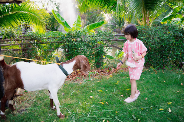 Asian kid girl is feeding goats grass. child wearing pink dress. - Photo, Image