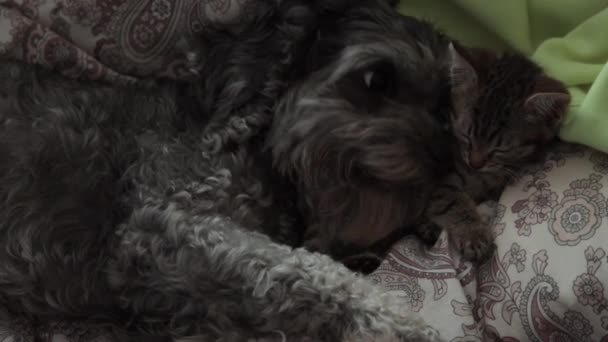 Pes s koťátkem spícím na posteli - Záběry, video