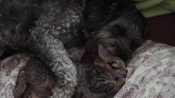 Pes s koťátkem spícím na posteli - Záběry, video