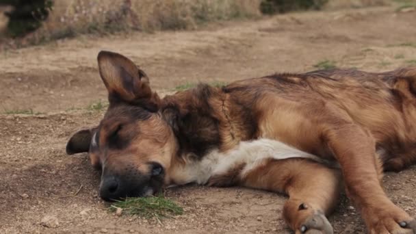 Pes spící na zemi - Záběry, video