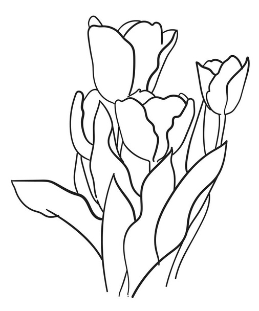 Contour drawing of four tulips on a white background - 写真・画像