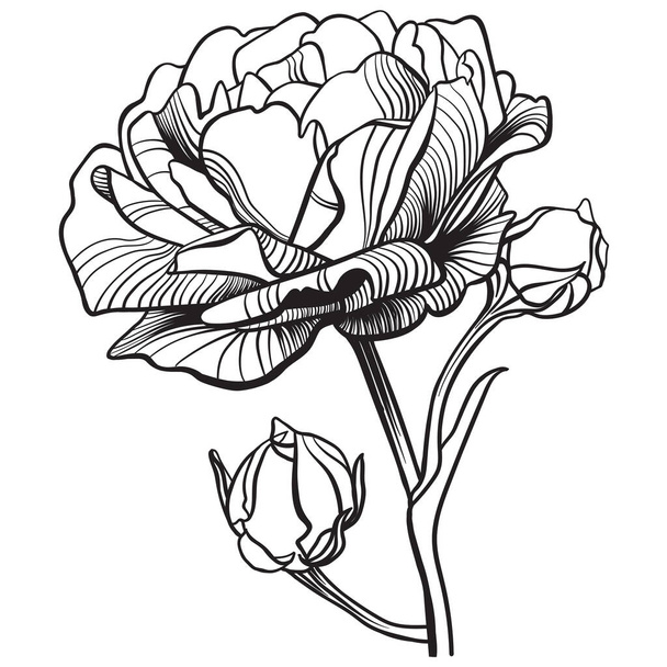 Highly detailed outline drawing of a rose and two buds on a stem, on a white background - Photo, image