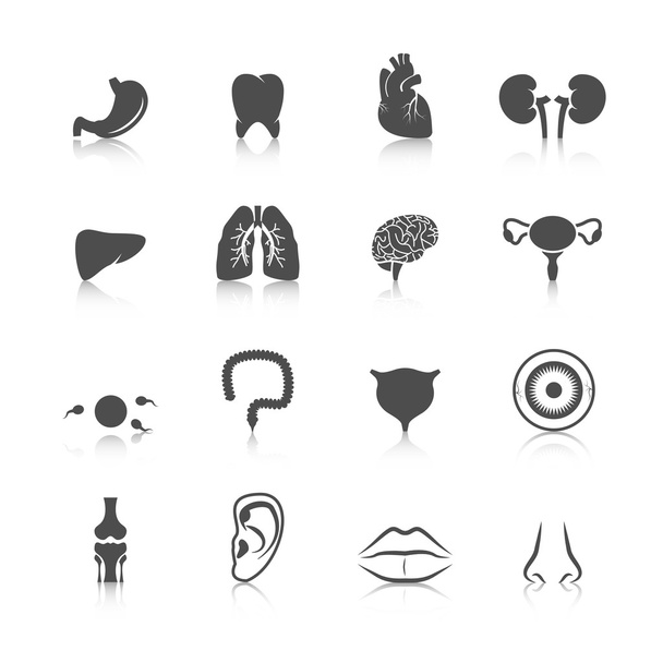 emberi szervek ikonjai - Vektor, kép
