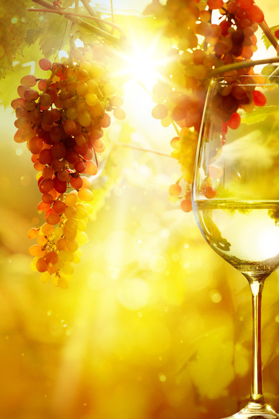 Arte il bicchiere di vino e uva matura su una vite con sole luminoso
  - Foto, immagini