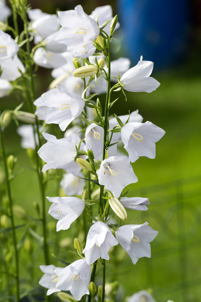 Campanula o campanas de canterbury flores
 - Foto, imagen