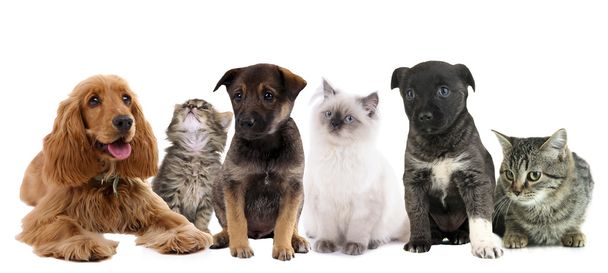 Collage of cute pets isolated on white - Photo, Image