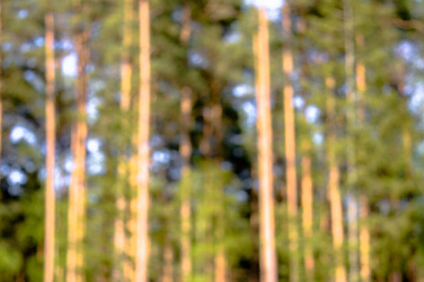 Out of focus forest, defocused blurry bokeh background - Foto, Imagem