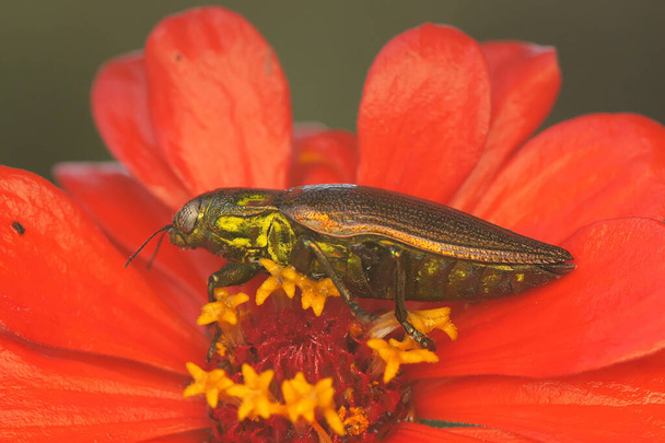 Ein Schmuckkäfer aus der Familie der Buprestidae ruht in einem Gebüsch. Dieses Insekt trägt den wissenschaftlichen Namen Chrysochroa fulminans.  - Foto, Bild