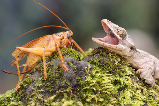 A Kuhl's flying gecko is ready to prey on a cricket. This reptile has the scientific name Ptychozoon kuhli.  - Photo, Image