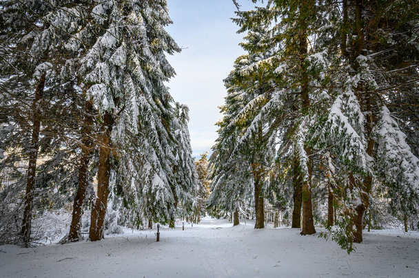 Kylmä talvi vuoristometsässä lumen peittämillä kuusilla. Loistava ulkoilma kohtaus Stara Planina vuori Bulgariassa. Kauneus luonnon käsite tausta maisema - Valokuva, kuva