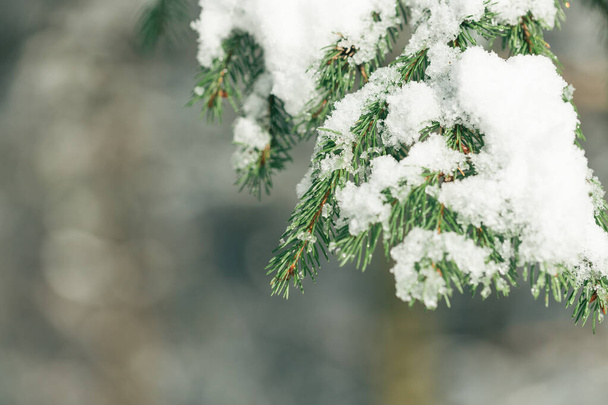 Heavy wet snow on branch of pine tree in park - Photo, Image
