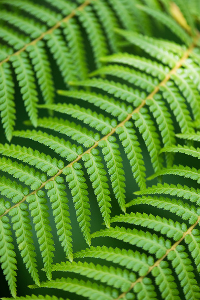Крупним планом листя папороті
 - Фото, зображення