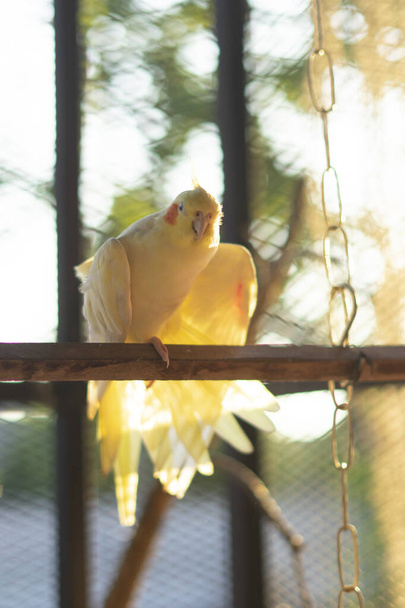 Yellow cockatiel on a branch. Young male cockatiel seen sitting on the inside of its large cage - Fotografie, Obrázek
