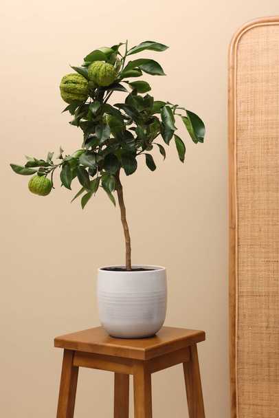 Idea for minimalist interior design. Small potted bergamot tree with fruits on wooden table near beige wall indoors - Foto, Imagen