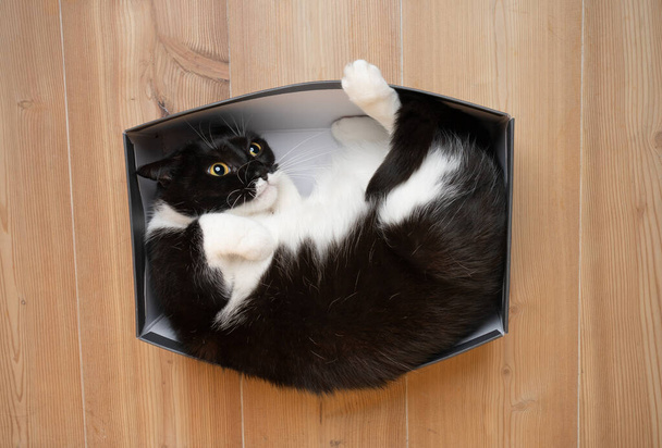 cute playful cat resting in small box having fun - Photo, Image