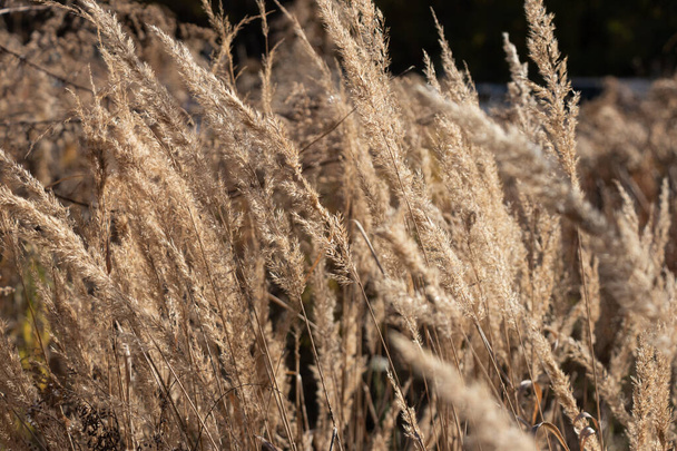 Dry panicles of Miscanthus sway in the wind in autunm sunny day - Фото, зображення